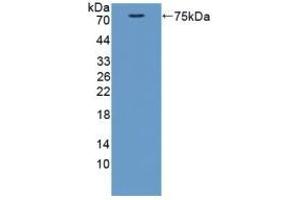Detection of Recombinant CTTN, Mouse using Polyclonal Antibody to Cortactin (CTTN) (Cortactin anticorps  (AA 1-509))