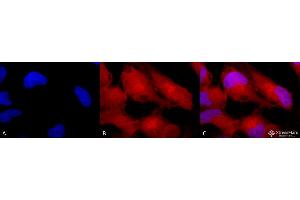 Immunocytochemistry/Immunofluorescence analysis using Rabbit Anti-Erk1/2 Polyclonal Antibody .