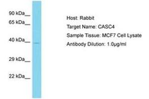 Image no. 1 for anti-Cancer Susceptibility Candidate 4 (CASC4) (AA 163-212) antibody (ABIN6750740) (CASC4 anticorps  (AA 163-212))