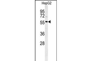 Western blot analysis of POLL Antibody (C-term) (ABIN653896 and ABIN2843139) in HepG2 cell line lysates (35 μg/lane).