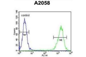 Flow cytometric analysis of A2058 cells (right histogram) compared to a negative control cell (left histogram) using Parathymosin / PTMS  Antibody (C-term), followed by FITC-conjugated goat-anti-rabbit secondary antibodies. (Parathymosin anticorps  (C-Term))