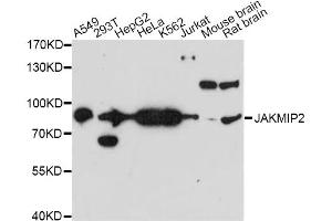 Western blot analysis of extracts of various cell lines, using JAKMIP2 antibody. (JAKMIP2 anticorps)
