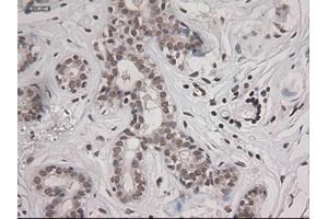 Immunohistochemistry (IHC) image for anti-Signal Transducer and Activator of Transcription 3 (Acute-Phase Response Factor) (STAT3) (AA 154-175) antibody (ABIN1490973) (STAT3 anticorps  (AA 154-175))
