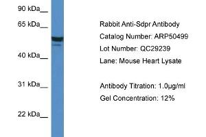 WB Suggested Anti-Sdpr Antibody   Titration: 1.