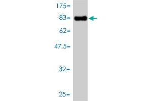 Western Blot detection against Immunogen (81.