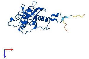 DCMP Deaminase (DCTD) (AA 1-178) protein (His tag)