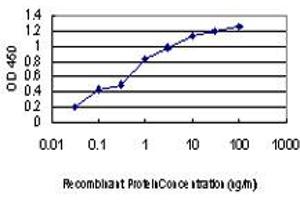Detection limit for recombinant GST tagged KSR2 is approximately 0. (KSR2 anticorps  (AA 411-500))