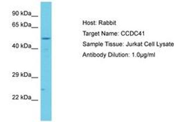 CCDC41 anticorps  (AA 515-564)