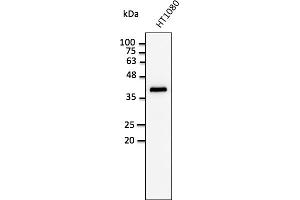 Western Blotting (WB) image for anti-Glyceraldehyde-3-Phosphate Dehydrogenase (GAPDH) (C-Term) antibody (ABIN1440015) (GAPDH anticorps  (C-Term))