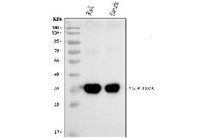 Western blot analysis of HLA-DRA using anti-HLA-DRA antibody (ABIN7600950).