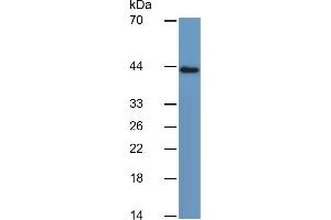 Mouse Capture antibody from the kit in WB with Positive Control: Human Stomach lysate. (Pepsinogen A Kit ELISA)