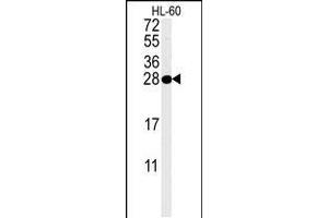 Western blot analysis in HL-60 cell line lysates (35ug/lane). (PSME1 anticorps  (C-Term))