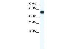 Western Blot showing E130307M08RIK antibody used at a concentration of 1-2 ug/ml to detect its target protein. (MPND anticorps  (Middle Region))