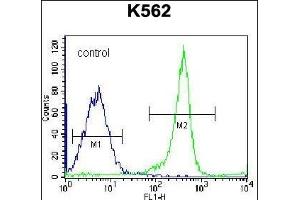 EIF3CL Antibody (N-term) (ABIN656540 and ABIN2845804) flow cytometric analysis of K562 cells (right histogram) compared to a negative control cell (left histogram).