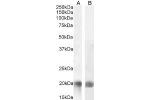 ABIN571046 (0. (TNFSF14 anticorps  (Internal Region))