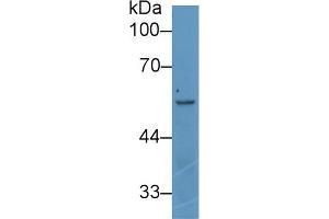 Detection of ANGPT2 in Human K562 cell lysate using Polyclonal Antibody to Angiopoietin 2 (ANGPT2) (Angiopoietin 2 anticorps  (AA 352-477))