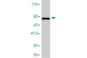 Western Blot detection against Immunogen (69.