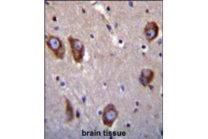 BAI1 antibody immunohistochemistry analysis in formalin fixed and paraffin embedded human brain tissue followed by peroxidase conjugation of the secondary antibody and DAB staining. (BAI1 anticorps  (C-Term))