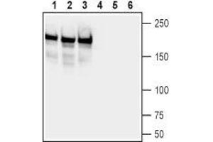 Western blot analysis of rat brain (lanes 1 and 4), mouse brain (lanes 2 and 5) and rat hippocampus (lanes 3 and 6) lysates:1-3. (Neurofascin (NFASC) Peptide)