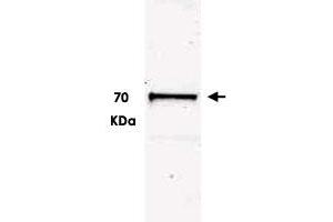 Western blot using Ubash3b polyclonal antibody  shows detection of a band ~70 kDa correspondingto mouse Ubash3b. (UBASH3B anticorps  (C-Term))