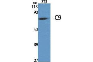Western Blot (WB) analysis of specific cells using C9 Polyclonal Antibody. (C9 anticorps  (Internal Region))