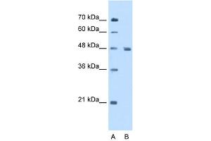 WB Suggested Anti-ENO3 Antibody Titration:  5. (ENO3 anticorps  (N-Term))