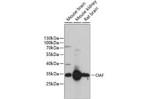 Western blot analysis of extracts of various cell lines, using OAF antibody (ABIN6133284, ABIN6144981, ABIN6144982 and ABIN6217112) at 1:3000 dilution. (OAF anticorps  (AA 28-150))