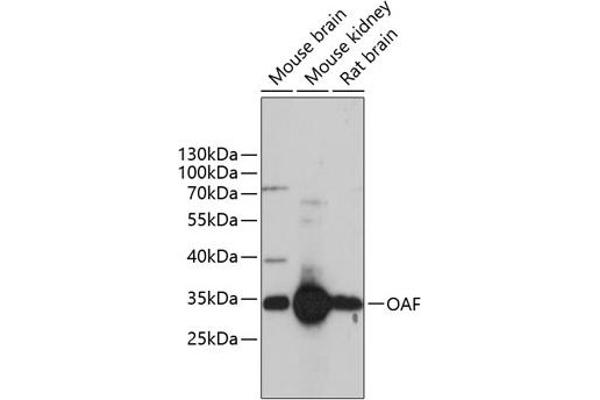 OAF anticorps  (AA 28-150)