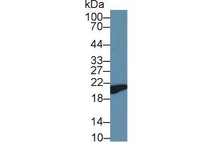 Western Blot; Sample: Mouse Heart lysate; ;Primary Ab: 1µg/ml Rabbit Anti-Mouse CYPB Antibody;Second Ab: 0. (PPIB anticorps  (AA 34-216))