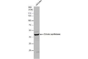 WB Image Citrate synthetase antibody detects Citrate synthetase protein by western blot analysis. (CS anticorps)