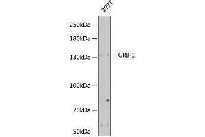 Western blot analysis of extracts of 293T cells, using GRIP1 Antibody (ABIN6127965, ABIN6141410, ABIN6141411 and ABIN6221419) at 1:1000 dilution.
