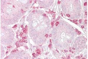 Anti-METAP2 antibody IHC staining of human small intestine.