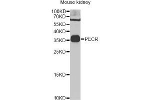 Western blot analysis of extracts of mouse kidney, using PECR Antibody (ABIN2564466) at 1:1000 dilution. (PECR anticorps)