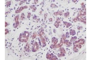 Image no. 3 for anti-Transforming Growth Factor, beta 1 (TGFB1) antibody (ABIN465317)