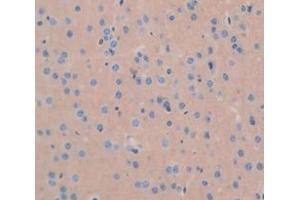 IHC-P analysis of Mouse Tissue, with DAB staining. (GDF1 anticorps  (AA 230-357))
