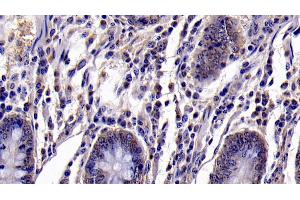 Detection of CASP6 in Bovine Small intestine Tissue using Polyclonal Antibody to Caspase 6 (CASP6)