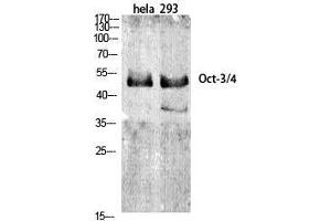 Western Blot (WB) analysis of specific cells using Oct-3/4 Polyclonal Antibody. (OCT4 anticorps  (Internal Region))