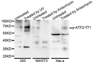 Western blot analysis of extracts of various cells, using Phospho-ATF2-T71 antibody (ABIN5969881). (ATF2 anticorps  (pThr53))
