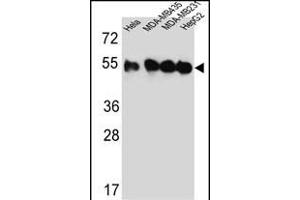 Western blot analysis of TUBB2C Antibody (Center) (ABIN651319 and ABIN2840186) in Hela,MDA-M,MDA-M,HepG2 cell line lysates (35 μg/lane). (TUBB2C anticorps  (AA 99-125))