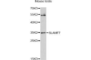 Western blot analysis of extracts of mouse testis, using SLAMF7 antibody (ABIN6292550) at 1:1000 dilution. (SLAMF7 anticorps)
