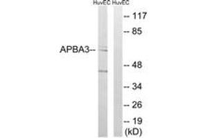 Western blot analysis of extracts from HuvEc cells, using APBA3 Antibody. (APBA3 anticorps  (AA 361-410))