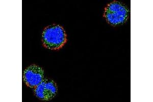 Immunofluorescence (IF) image for anti-Killer Cell Lectin-Like Receptor Subfamily C, Member 1 (KLRC1) antibody (ABIN2996826) (KLRC1 anticorps)
