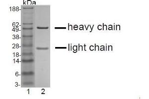 SDS-PAGE analysis of purified GR- 3G7 monoclonal antibody.