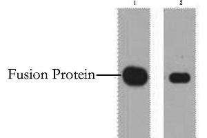 Western Blot analysis of 1 μg Myc fusion protein using Myc-Tag Monoclonal Antibody at dilution of 1) 1:5000 2) 1:10000. (Myc Tag anticorps)