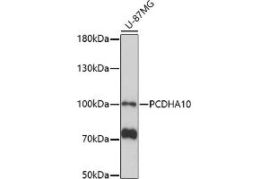 Western blot analysis of extracts of U-87MG cells, using PCDH antibody (ABIN7269733) at 1:1000 dilution.
