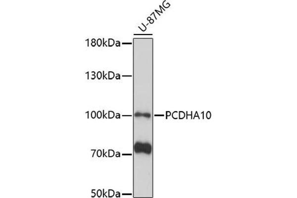 PCDHA10 antibody  (AA 130-210)