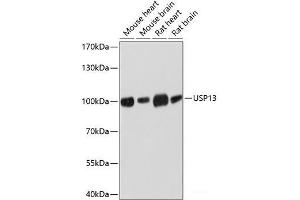 Western blot analysis of extracts of various cell lines using USP13 Polyclonal Antibody at dilution of 1:3000. (USP13 anticorps)