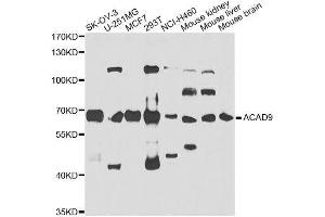 Western blot analysis of extracts of various cell lines, using ACAD9 antibody. (ACAD9 anticorps  (AA 1-270))