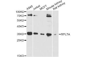 Western blot analysis of extracts of various cell lines, using RPL7A antibody (ABIN6290895) at 1:3000 dilution. (RPL7A anticorps)