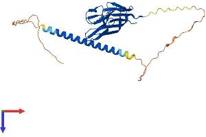 AlphaFold protein structure predicition of Human Recombinant TNFSF13B Protein, UniprotID Q9Y275